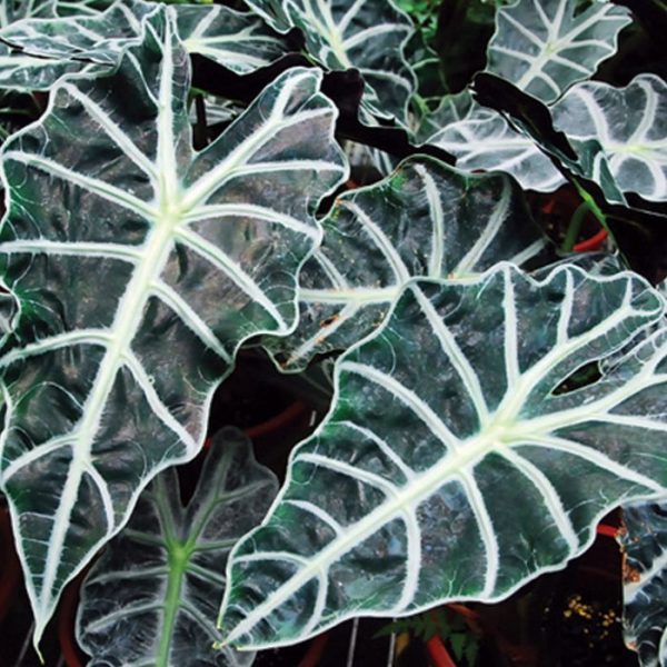 Alocasia Amazonica Dwarf 1