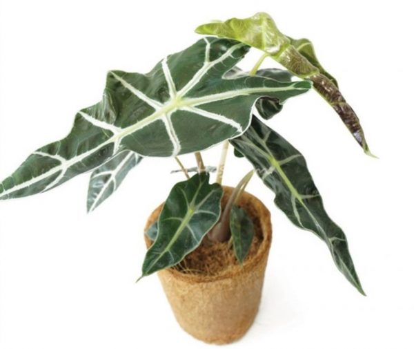 Alocasia Amazonica Dwarf