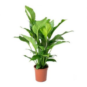 Spathiphyllum wallisii Sweet Lauretta 1