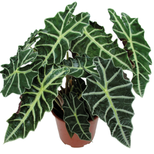 alocasia dwarf amazonica