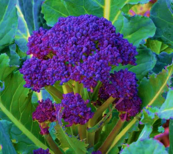 broccoli purple sprouting