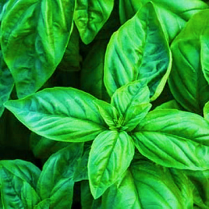 Basil sweet large leaf