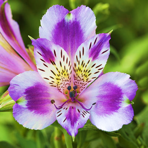 ALSTROEMERIA INCA MYSTIC