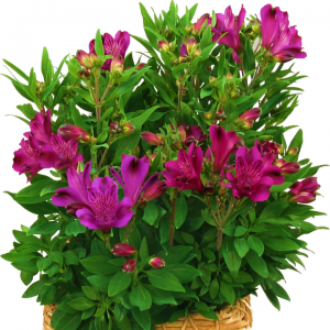 Alstroemeria Inca Replay