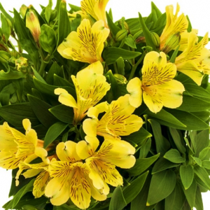 Alstroemeria Inca Rio