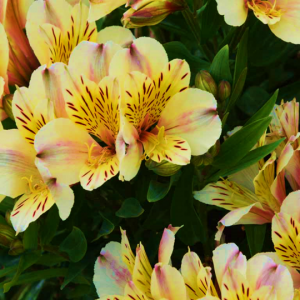 Alstroemeria Inca Sundance