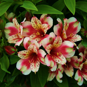 Alstroemeria Inca Sweety