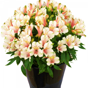 Alstroemeria Inca Tirol