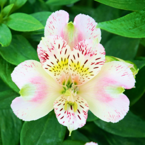 Alstroemeria Inca Vienna