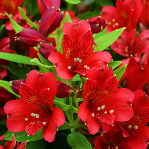 Alstroemeria Inca Vito