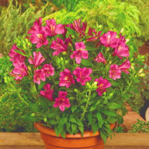 Alstroemeria Inca Yuko