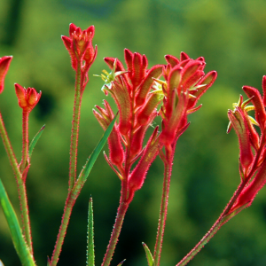 Anigozanthos Bush Ballad