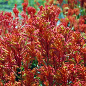 Anigozanthos Bush Blitz