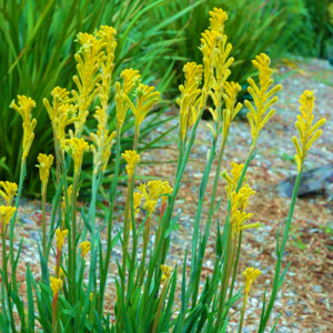 Anigozanthos Bush Bonanza