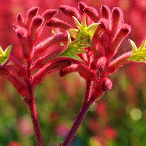 Anigozanthos Bush Crystal