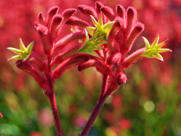 Anigozanthos Bush Crystal