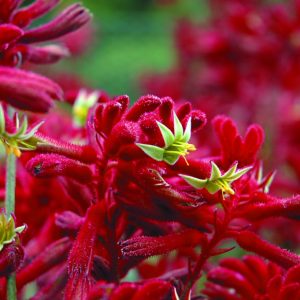 Anigozanthos Bush Fury