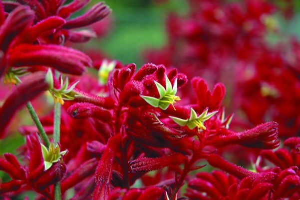 Anigozanthos Bush Fury