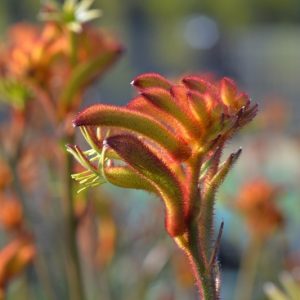 Anigozanthos Bush Glow