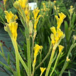 Anigozanthos Bush Gold