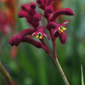 Anigozanthos Bush Joker