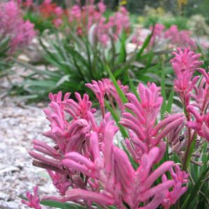 Anigozanthos Bush Pearl