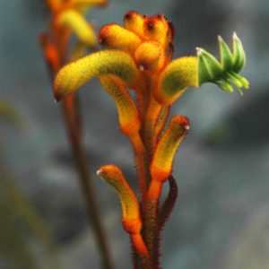 Anigozanthos Bush Tenacity