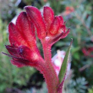 Anigozanthos Bush Volcano