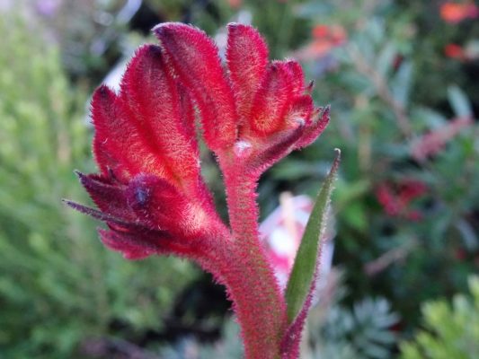 Anigozanthos Bush Volcano