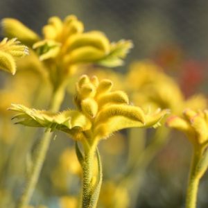 Anigozanthos Bush Zest