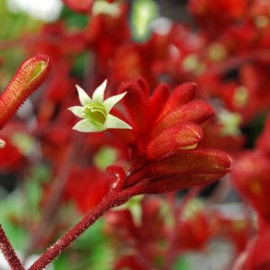 Anigozanthos Frosty Red