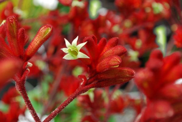 Anigozanthos Frosty Red