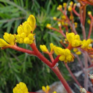 Anigozanthos Frosty Yellow