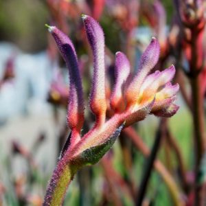 Anigozanthos Kings Park Royale