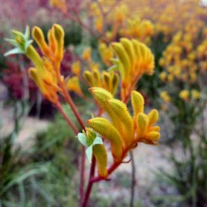 Anigozanthos Landscape Gold