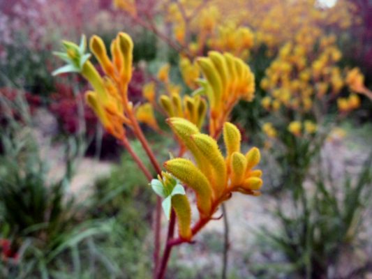 Anigozanthos Landscape Gold