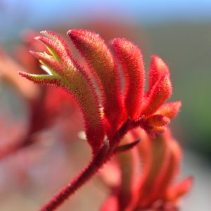 Anigozanthos Landscape Scarlet