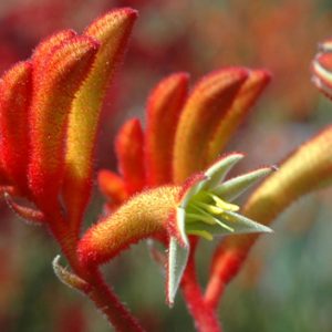 Anigozanthos Landscape Tangerine