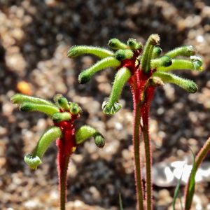 Anigozanthos Top Table Calypso