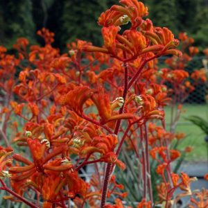 Anigozanthos Table Top Flame