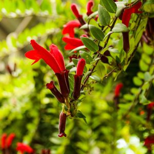 Anigozanthos Table Top Lipstick