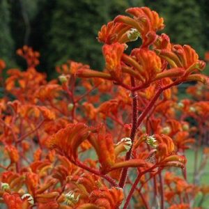 Anigozanthos Kings Park Federation Flame