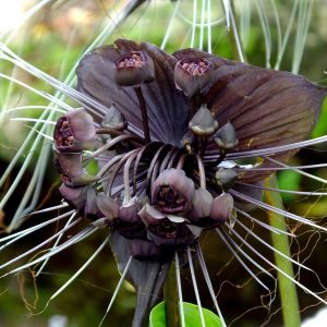 Bat Plant Black