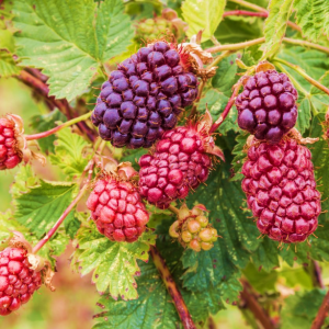 Boysenberry