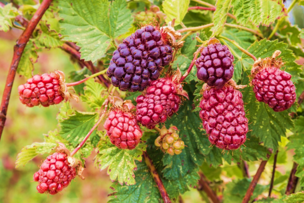 Boysenberry