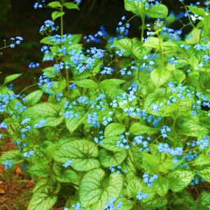 Brunnera Jack Frost