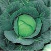 Cabbage green coronet