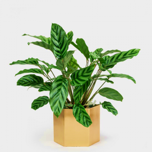 Calathea Freddy