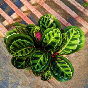 Calathea Illustris