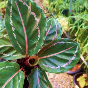 Calathea Jungle Rose